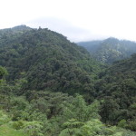 Lush, dense forests of Bhutan
