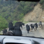 Bhutanese roadway slow-down