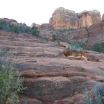 Trail up, Cathedral Rock