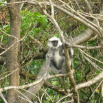 Langur Monkey, Chitwan