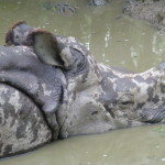 One-horned rhino at peace