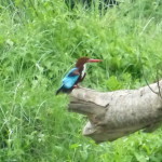 White-throated kingfisher