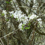 Cherry-plum tree blossoms