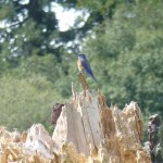 Bluebird on the alert