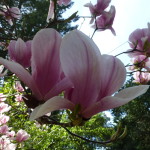 Tulip tree in bloom