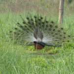 Peacock, Chitwan National Park