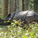 One-horned rhino on the prowl for food