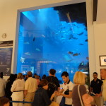 Queuing for the aquarium inside Dubai Mall