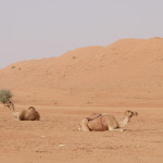 Camels at Wahiba Sands