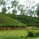 Tea plantation, Srimangal
