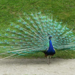 Peacock in the gardens, Konopiste Castle