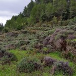 Wild lavender fields. Hvar