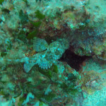 Scorpionfish, Premantura, Istria