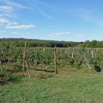 Istrian vineyards