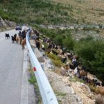 Goat road-herding