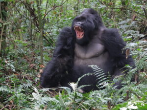 Read more about the article Gorillas and the fourth wall
