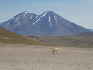 Read more about the article High and salty at Atacama