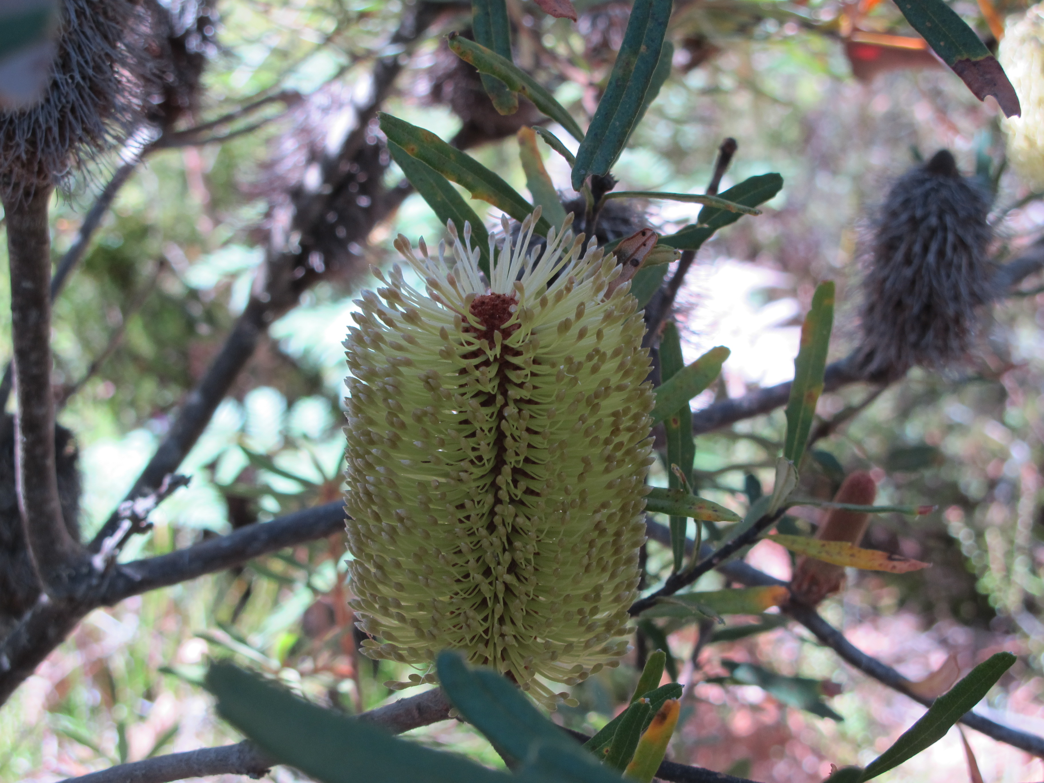 You are currently viewing Learning from Fire and Ice in Tasmania: Hiking the Huon Valley, Hartz Mountain and Mount Field