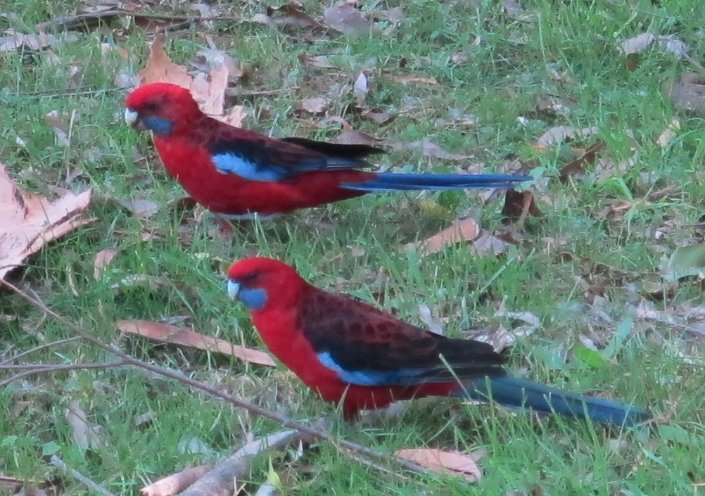 You are currently viewing The Unknown Wonders Nearby: Tarra-Bulga