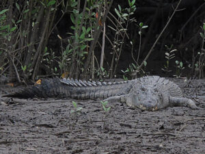 Read more about the article A Day Trip to The Daintree: Swamps and Forests