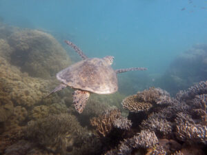 Read more about the article Royal Splendor of Queensland’s Underwater World