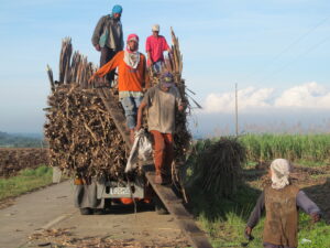 Read more about the article Crossing Sugarland, where cane is king