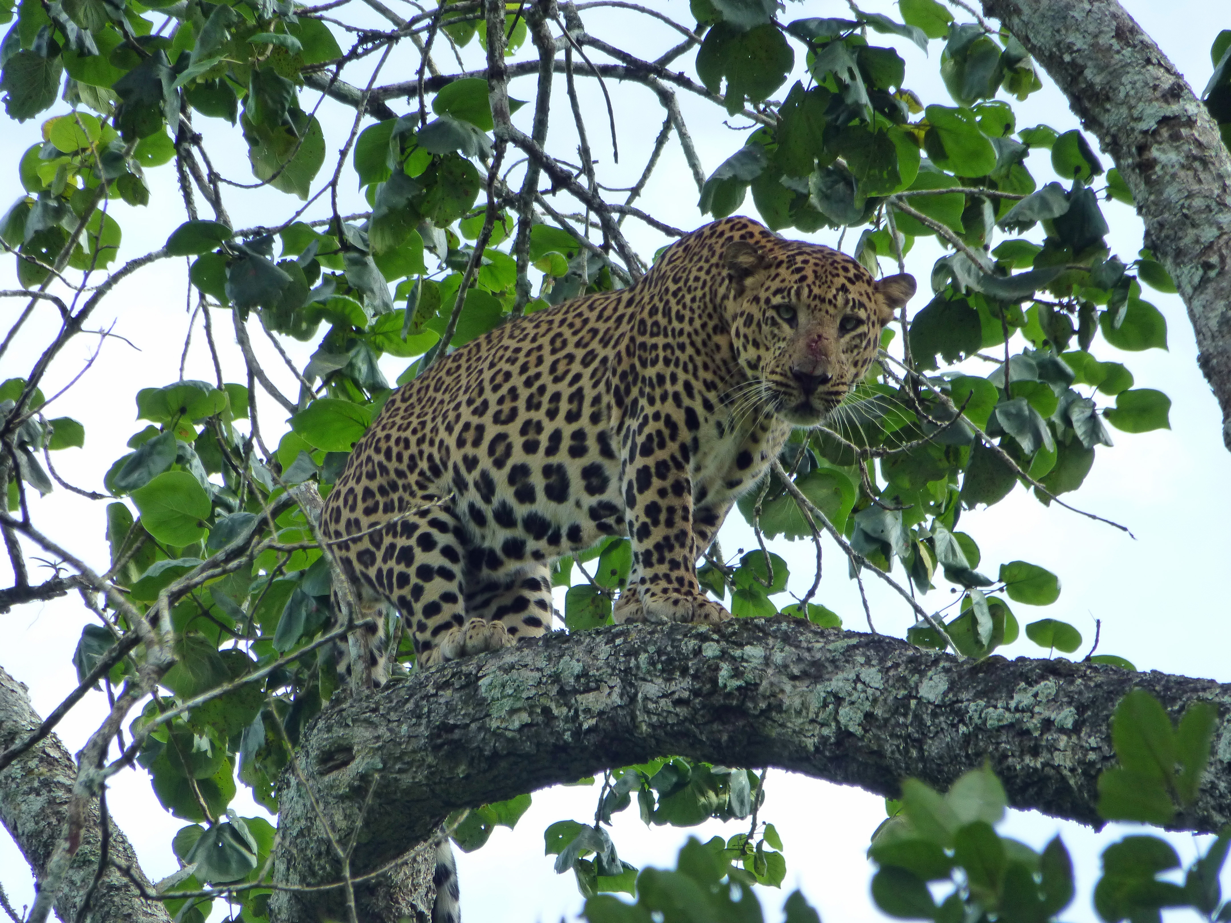 You are currently viewing Seasons of No Discontent: On Safari at Kabini River