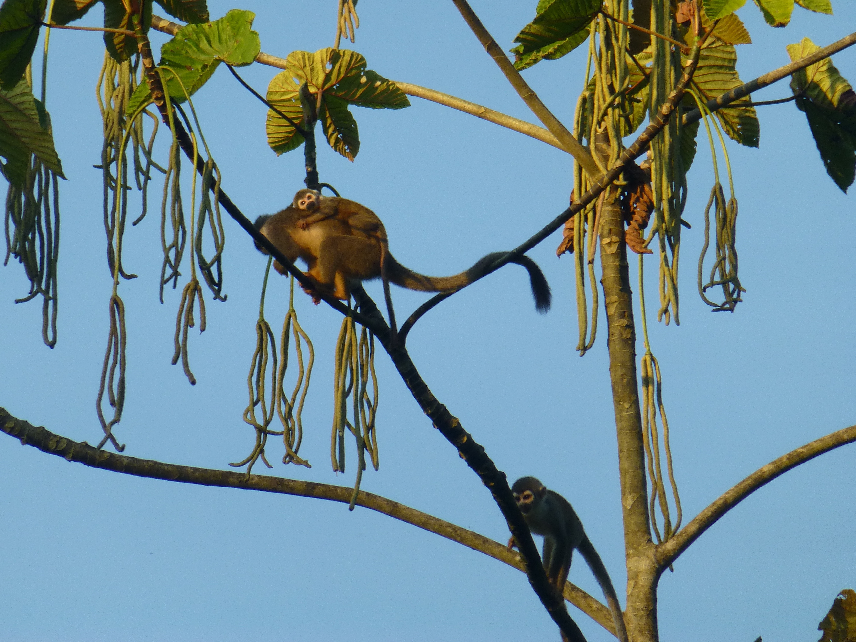 You are currently viewing Into the Amazonian Jungle