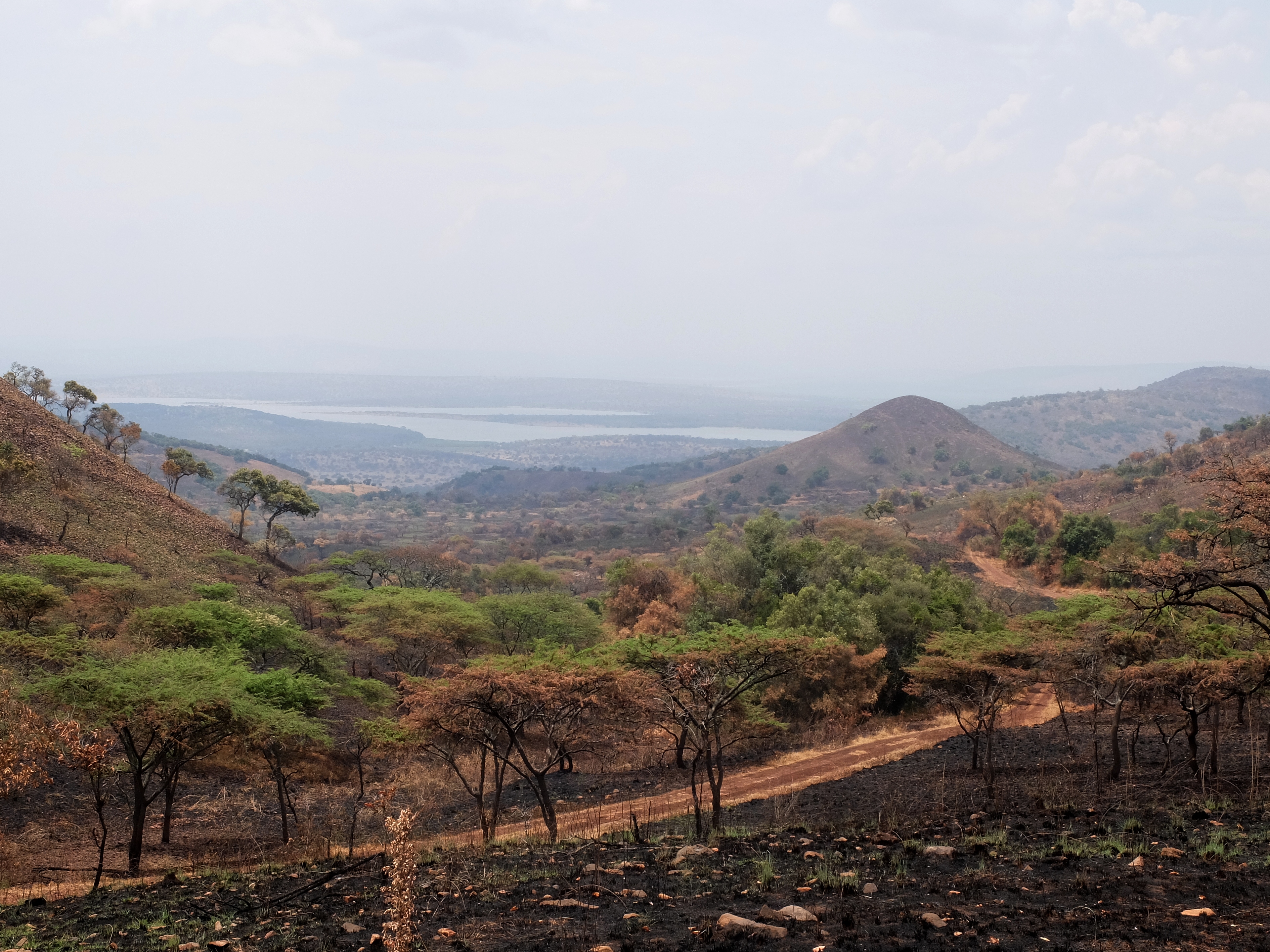 You are currently viewing Jungle, forest, plains…and water of Rwanda