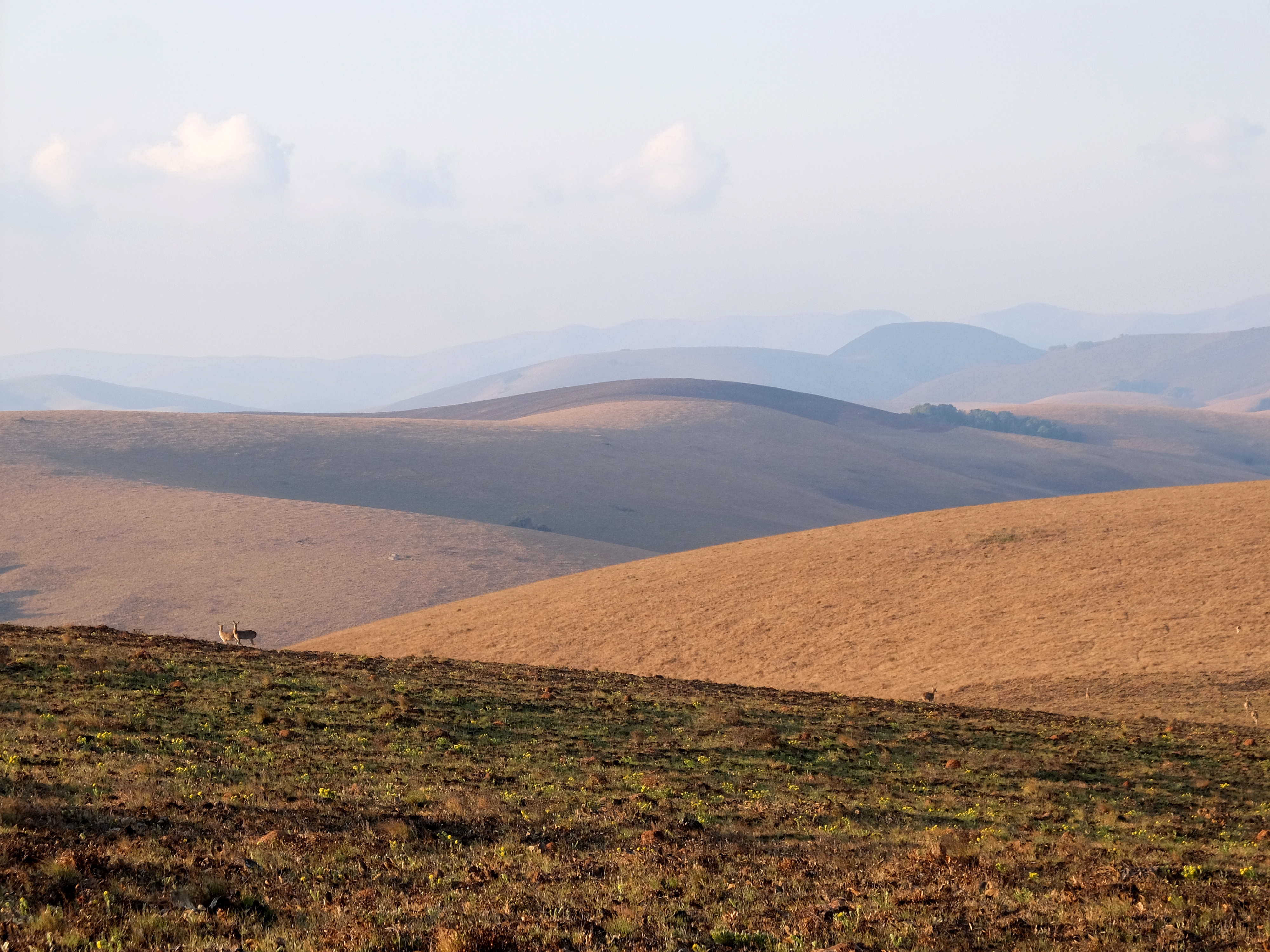 You are currently viewing Malawian Forest Tales