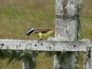 Read more about the article Birds of Eastern Uruguay