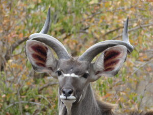 Read more about the article Faces of Kruger…and more