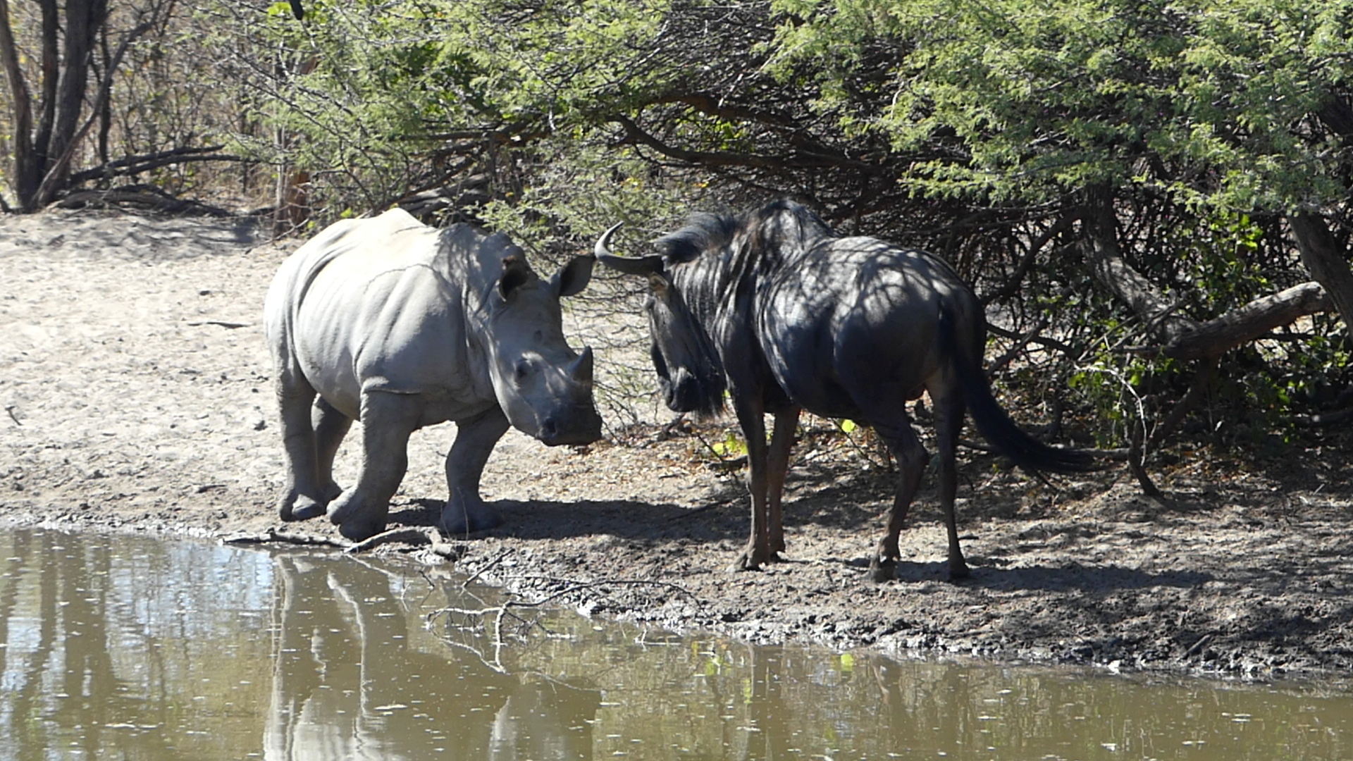 You are currently viewing Wet in the Wild:  Three other types of safaris