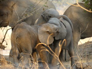 Read more about the article Not to be missed: the best of wild Zambia