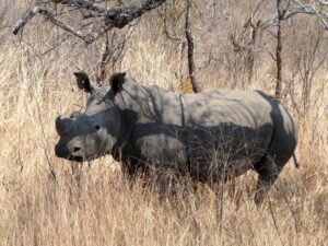 Read more about the article Rhino, Rhodes, and Rock whispering at Matopos