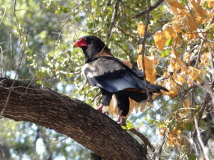 Read more about the article Birds of southern Africa