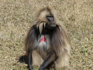 Read more about the article Peak camping in Ethiopia: Tigray and Simien Mountains