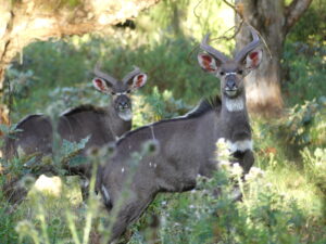 Read more about the article The astonishing diversity of the Bale Mountains