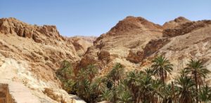 Read more about the article Palms along the Road: Green Desert of Tozeur
